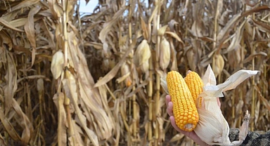 Harmandar: "Üreticilerimizi sahada tutmak için ciddi bir adım atın"