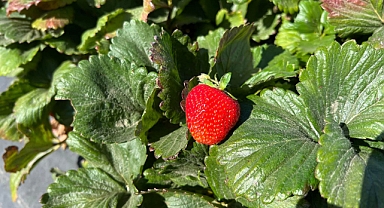 Karaman'da çilek bir başka güzel
