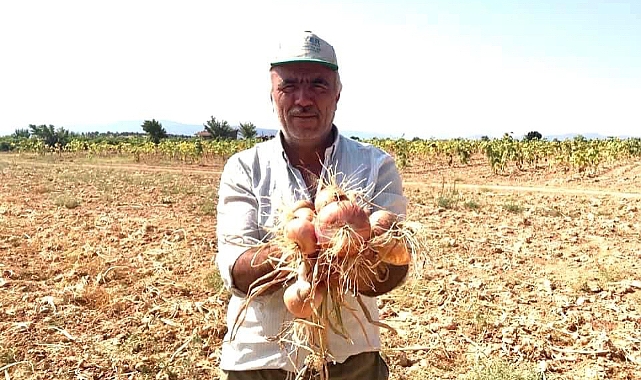 Karaman'da Soğan Hasadı Başladı