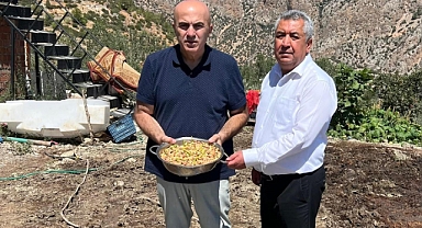 Karaman'da 'Yeşil Altın' hasadı başladı