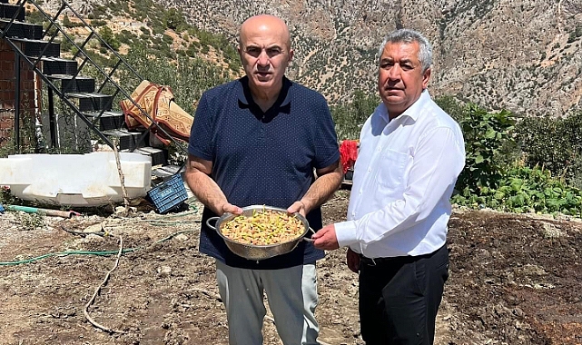 Karaman'da 'Yeşil Altın' hasadı başladı