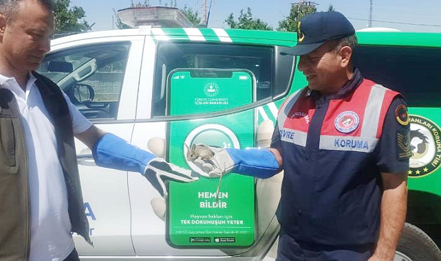 Ölmek Üzere Olan Arap Tavşanına Jandarma’dan Can Suyu