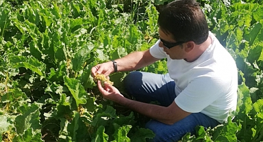 Pancar Tarlalarında Hastalık Kontrolleri Devam Ediyor