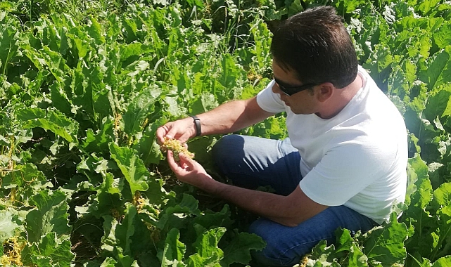 Pancar Tarlalarında Hastalık Kontrolleri Devam Ediyor