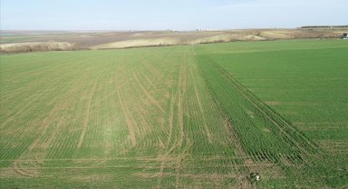 Tavuk gübresi ve zeytin budama atıkları komposta dönüştü, tarlada verim arttı