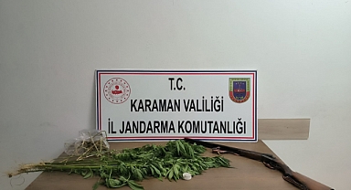 Yasadışı kenevir eken şahıs gözaltına alındı