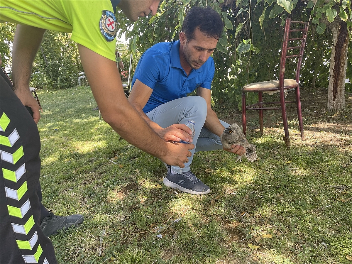 Yere düşen kulaklı orman baykuşu yavrusunu vatandaşlar yuvasına bıraktı