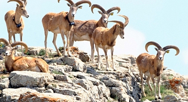 675 Bin Lira Ödeyen Karadağ'da Bu Koyunu Avlayacak!