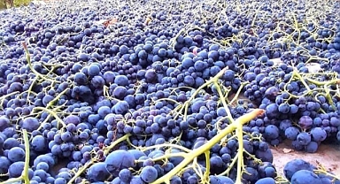 Ekşikara üzümler kuruması için seriliyor