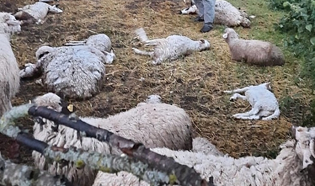 Ermenek'te 23 koyun kurtlar tarafından telef oldu