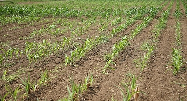 Geliştirilen yerli mısır tohumları ıslah süresinde sağladığı tasarrufla dikkati çekiyor