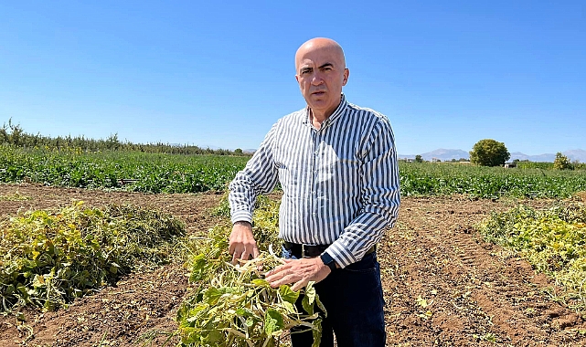 Karaman'da Fasulye Hasadı Başladı