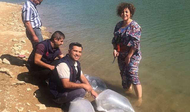 Karaman'da Yavru Sazan Balıkları Su İle Buluştu
