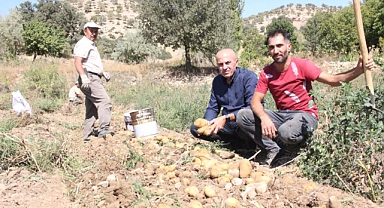 Patates hasadı çiftçinin yüzünü güldürdü