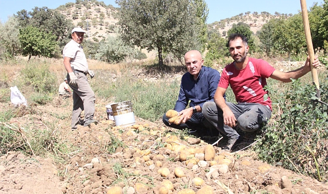 Patates hasadı çiftçinin yüzünü güldürdü