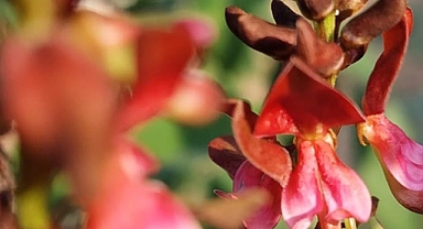 Tekstilde sentetik boyaya alternatif indigo bitkisini Türkiye'de yetiştirdiler