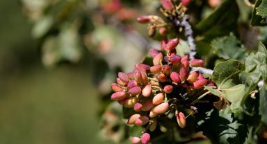 Toroslar'da yetiştirilen Antep fıstığı mahallenin gelir kaynağı oldu