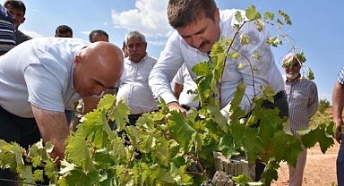Vali Sarıibrahim bağ bozumuna katıldı