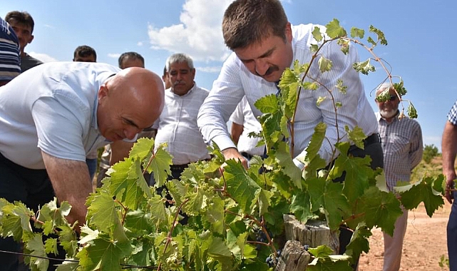 Vali Sarıibrahim bağ bozumuna katıldı