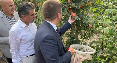 Vali Sarıibrahim Elma Hasadına Katıldı