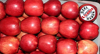 Elma Üreticinin Yüzünü Güldürdü