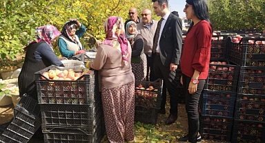 Karaman'da Fuji Cinsi Elma Hasadı Başladı