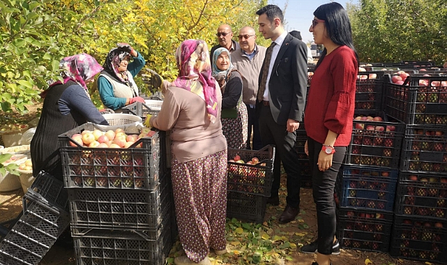 Karaman'da Fuji Cinsi Elma Hasadı Başladı