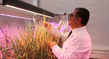 Karaman'daki üniversitenin çalışmalarında gluten değeri çok düşük buğday tohumu bulundu