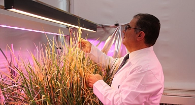 Karaman'daki üniversitenin çalışmalarında gluten değeri çok düşük buğday tohumu bulundu