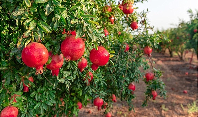 Narlıdere köyünde nar hasadı yapılacak