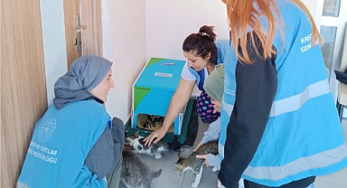 Öğrenciler sokak hayvanları için barınak yaptı