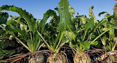 Şeker Pancarı fiyatı açıklandı! İşte açıklanan fiyat