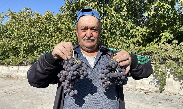 Tescilli İncesu üzümü pekmeze dönüştürülüyor