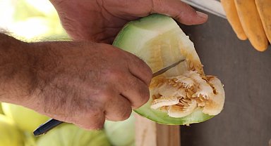 Tuzlu toprağında yetişen kavunun daha tatlı olduğu belirlendi