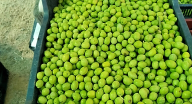 Yeşil zeytin 60-65 TL'den satışa çıktı