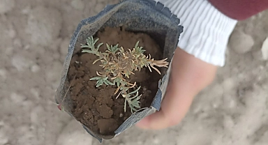 Burunoba ve Hamidiye meraları yeşerecek