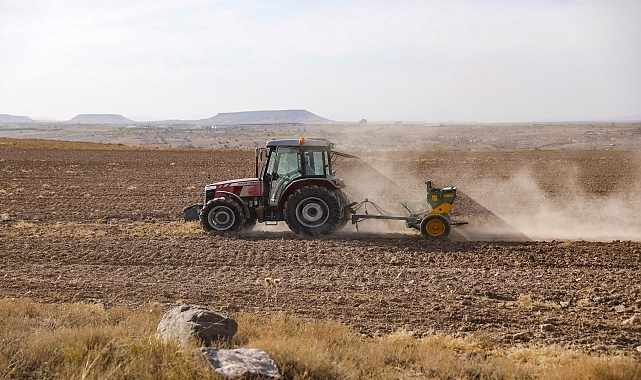 İhtiyaç sahipleri için buğday ekti