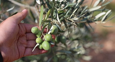 Karaman’da Zeytin Ağacı ve Zeytin Üretimi Her Geçen Yıl Artış Gösteriyor