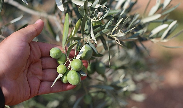 Karaman’da Zeytin Ağacı ve Zeytin Üretimi Her Geçen Yıl Artış Gösteriyor