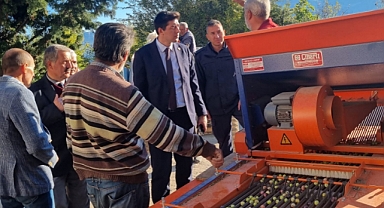Kaymakam Erdoğan, Zeytin Hasadına Katıldı