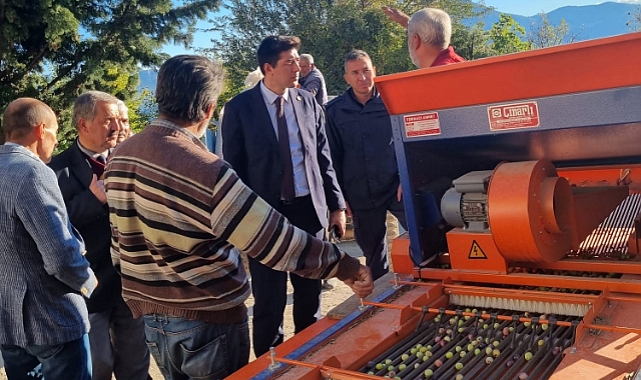 Kaymakam Erdoğan, Zeytin Hasadına Katıldı