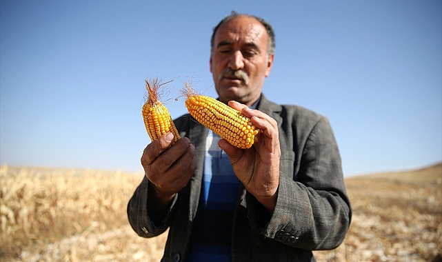 Mısırda sıcaklığa bağlı verim kaybı bekleniyor