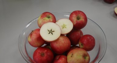 Misket elmasının hastalıklara dayanıklı genleri, ABD'de yeni elma çeşitlerine aktarılacak