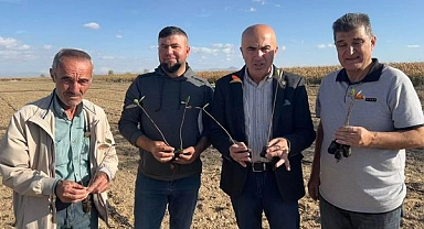 Mucizevi Bitki Aronya Karaman'da Ekilmeye Başlandı