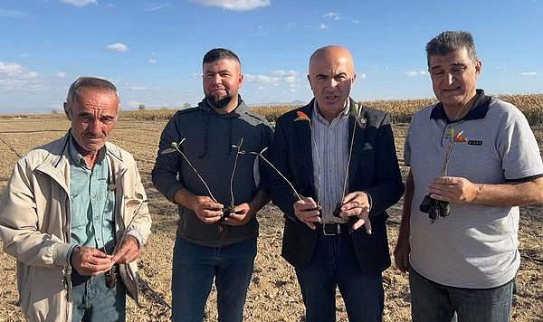 Mucizevi Bitki Aronya Karaman'da Ekilmeye Başlandı