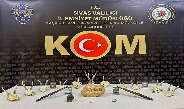 Nesli tehlike altındaki hayvanlara ait 11 kafatası ele geçirildi