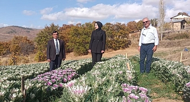 Şehir peyzajında kullanılan bu bitki Sarıveliler’de yetişiyor