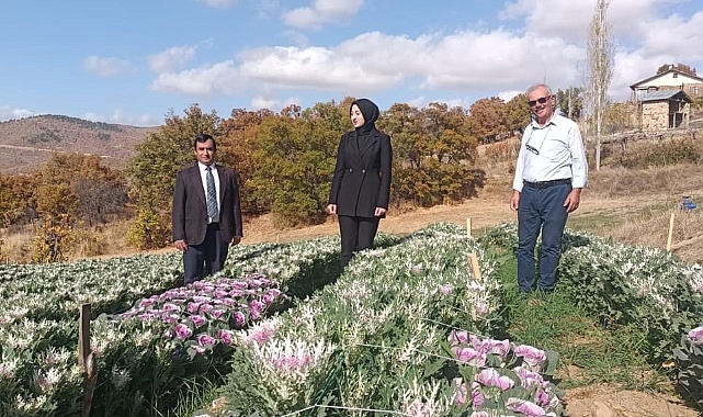 Şehir peyzajında kullanılan bu bitki Sarıveliler’de yetişiyor