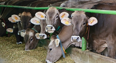 Sığır cinsi ve küçükbaş hayvanların tanımlanmasına ilişkin esaslar düzenlendi