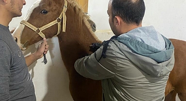 Yarış atları aşılandı. Sağlık kontrolleri yapıldı